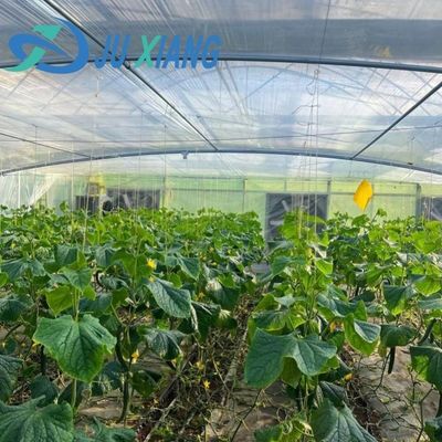 JX-H0068 Serre à technologie antigouttes pour la personnalisation des fleurs et des tomates