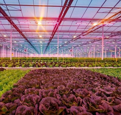- Fait une serre hydroponique avec technologie anti-goutte à goutte