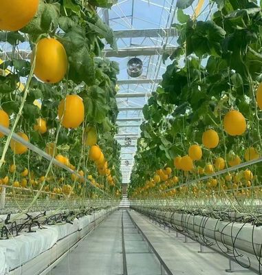 - Fait une serre hydroponique avec technologie anti-goutte à goutte