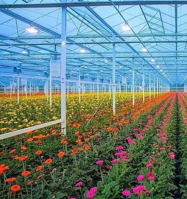 Structure à double arc - Serre hydroponique conçue pour les besoins de production agricoles mixtes