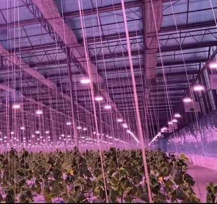 Structure à double arc - Serre hydroponique conçue pour les besoins de production agricoles mixtes