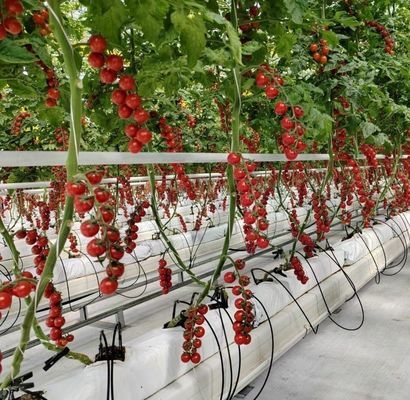 Structure à double arc - Serre hydroponique conçue pour les besoins de production agricoles mixtes