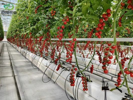 États-Unis/Canada Structure en acier Plantation de légumes Serre à arc unique pour la culture hydroponique
