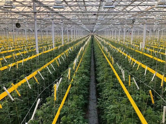 États-Unis/Canada Structure en acier Plantation de légumes Serre à arc unique pour la culture hydroponique