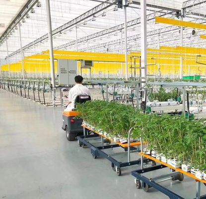 Maximiser le rendement de vos tomates grâce à la technologie antigouttes Serre et chauffage temporaire
