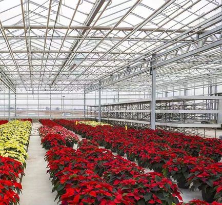 Maximiser le rendement de vos tomates grâce à la technologie antigouttes Serre et chauffage temporaire