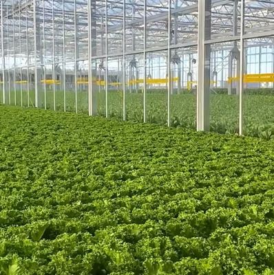 Maximiser le rendement de vos tomates grâce à la technologie antigouttes Serre et chauffage temporaire