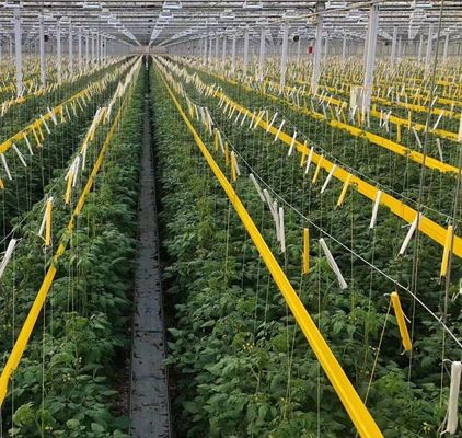 Maximiser le rendement de vos tomates grâce à la technologie antigouttes Serre et chauffage temporaire
