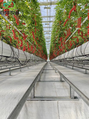 Demande personnalisée pour un système commercial de serre de tomates, concombres et laitue