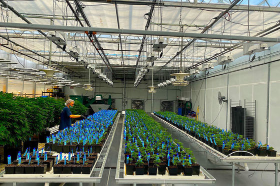 Demande personnalisée de refroidissement par pulvérisation maison de plantation pour les semis