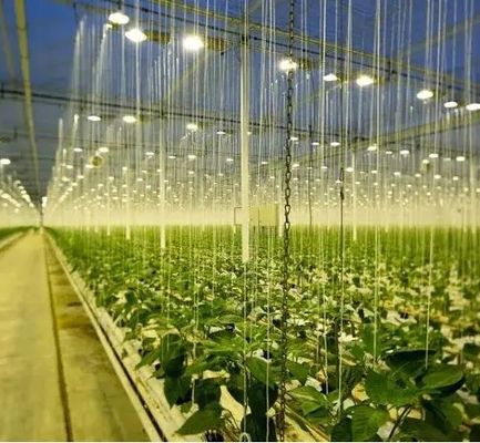Éclairer la serre des installations de culture des semis avec une technologie d'éclairage avancée