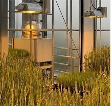 Éclairer la serre des installations de culture des semis avec une technologie d'éclairage avancée