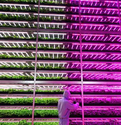 Éclairer la serre des installations de culture des semis avec une technologie d'éclairage avancée