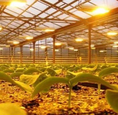Éclairer la serre des installations de culture des semis avec une technologie d'éclairage avancée