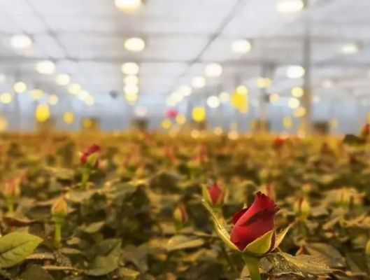 30 jours de retour maison de culture éclairée pour semis méthode de culture éclairée