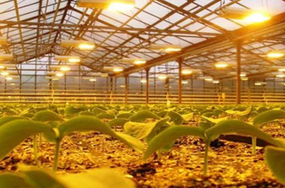 Système de culture de tomates, concombres et laitue Poids brut 2000 000 kg Demande de personnalisation