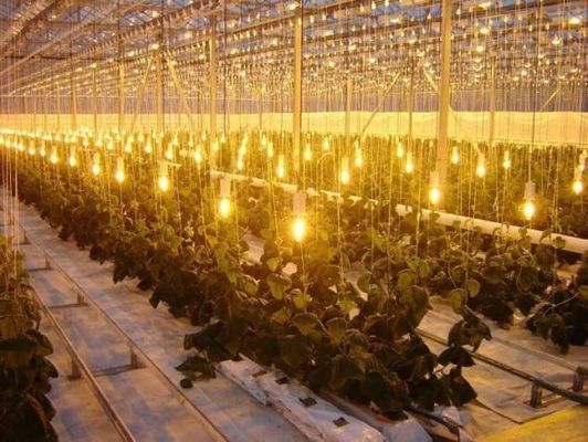 Système de culture de tomates, concombres et laitue Poids brut 2000 000 kg Demande de personnalisation