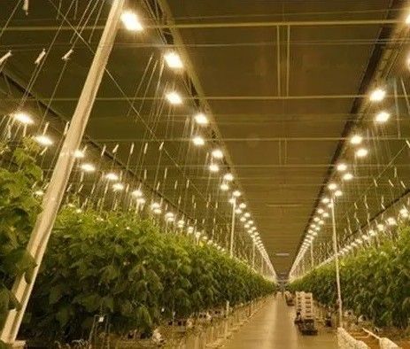 Système de culture de tomates, concombres et laitue Poids brut 2000 000 kg Demande de personnalisation