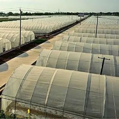 Serre à pellicule de tunnel à bande unique agricole pour champignons et légumes USA/Ca