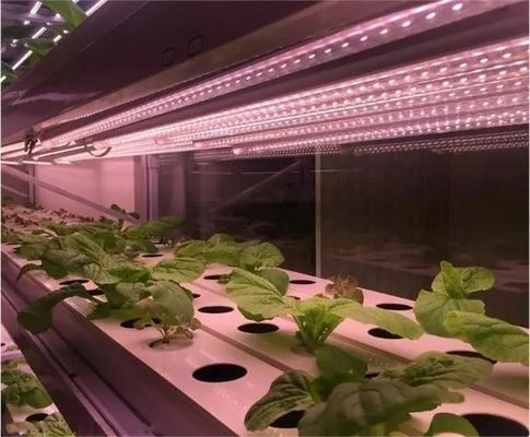 2000.000kg Salle d'environnement contrôlée par pulvérisateur d'eau pour semis/ légumes/ fruits/ fleurs