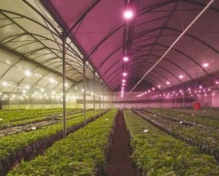 2000.000kg Salle d'environnement contrôlée par pulvérisateur d'eau pour semis/ légumes/ fruits/ fleurs