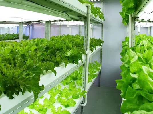 2000.000kg Salle d'environnement contrôlée par pulvérisateur d'eau pour semis/ légumes/ fruits/ fleurs