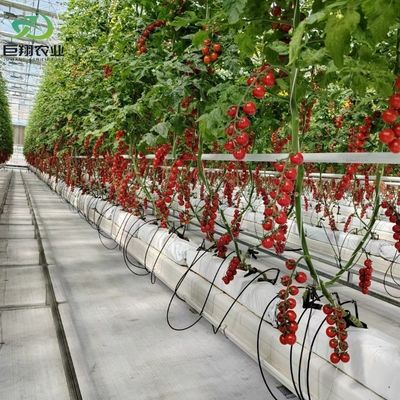 Épaisseur de film personnalisée Filme plastique agricole utilisé Hydroponique Serres
