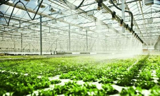 Salle de plantation à plusieurs espaces pour semis en serre Poids brut 2000.000kg
