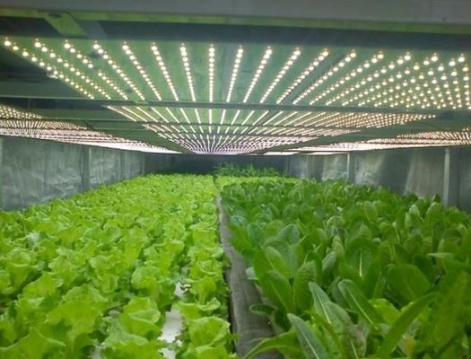 Salle de plantation à plusieurs espaces pour semis en serre Poids brut 2000.000kg