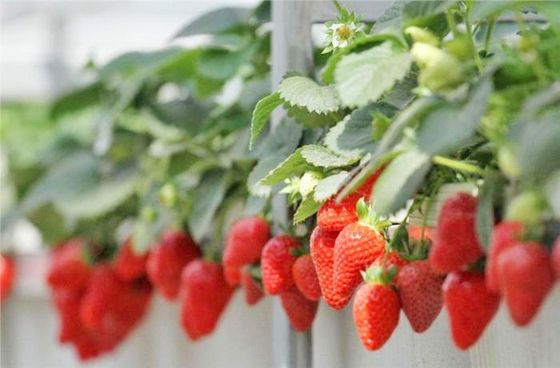 Demande personnalisée Juxiang Tomate concombre Laitue Structure d'éclairage Serre
