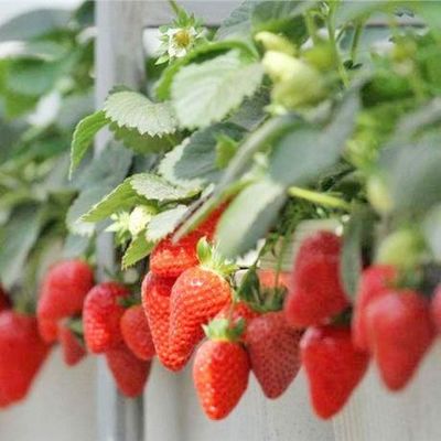 Remboursements garantie Serre à plusieurs étendues pour la culture de tomates, concombres et laitue