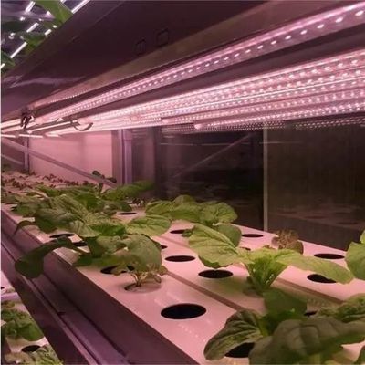 Remboursements garantie Serre à plusieurs étendues pour la culture de tomates, concombres et laitue