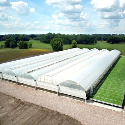 Serre à pellicule de tunnel en plastique multifonction agricole avec hauteur de 3 à 8 m