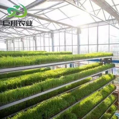 Toiture à voûte pour l'agriculture Tunnel en plastique à plusieurs travées JX-PC Serre agricole