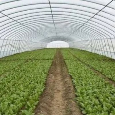 Toiture à voûte pour l'agriculture Tunnel en plastique à plusieurs travées JX-PC Serre agricole