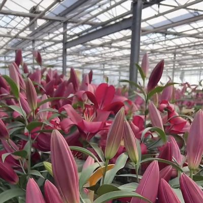 Personnalisation Structure en acier Origine Système hydroponique de serre en verre pour les fleurs
