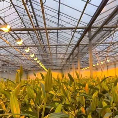 Système de production hydroponique en serre à double couche en verre Venlo avec irrigation à goutte à goutte