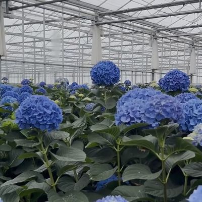 Système de production hydroponique en serre à double couche en verre Venlo avec irrigation à goutte à goutte