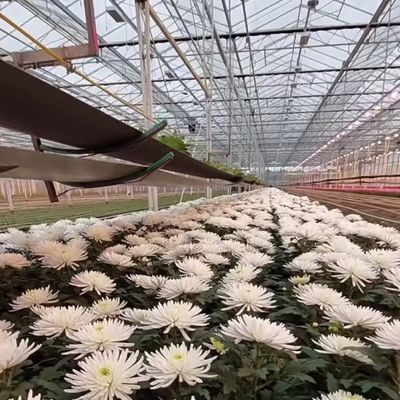 Système de production hydroponique en serre à double couche en verre Venlo avec irrigation à goutte à goutte