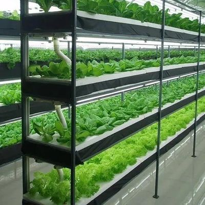 Maximiser la croissance avec un système de culture sans sol dans une serre à conteneurs à toit en arc