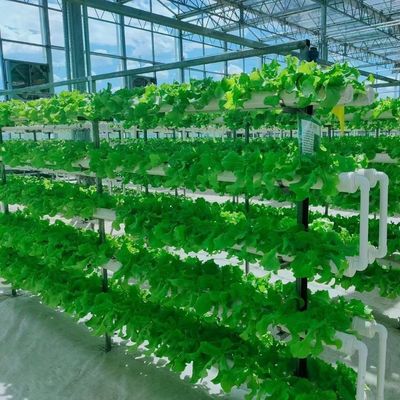 Maximiser la croissance avec un système de culture sans sol dans une serre à conteneurs à toit en arc