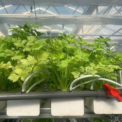 Maximiser la croissance avec un système de culture sans sol dans une serre à conteneurs à toit en arc