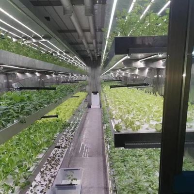 Personnalisation du système hydroponique de serre à haut rendement pour une durabilité commerciale