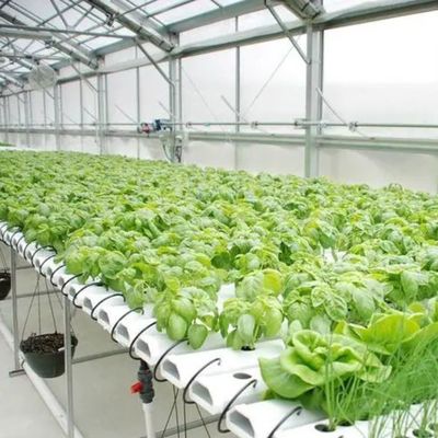 Personnalisation du système hydroponique de serre à haut rendement pour une durabilité commerciale