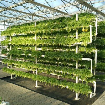 Serre en verre à écran multicolore à culture hydroponique avec structure en acier et épaisseur
