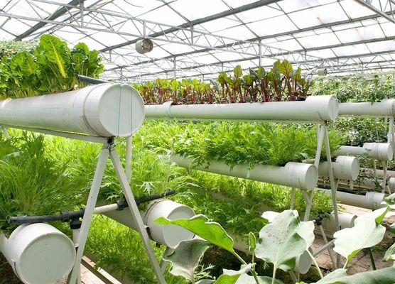 Installation hydroponique de serre à film agricole avec structure en acier et grande capacité