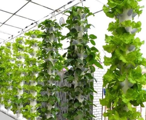 Installation hydroponique de serre à film agricole avec structure en acier et grande capacité