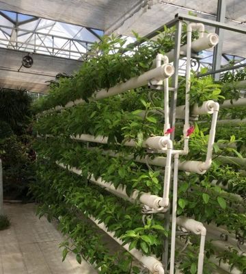 Installation hydroponique de serre à film agricole avec structure en acier et grande capacité