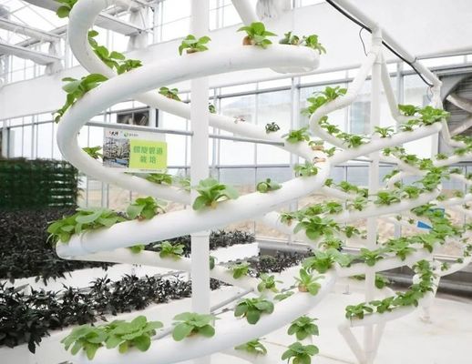 Installation hydroponique de serre à film agricole avec structure en acier et grande capacité