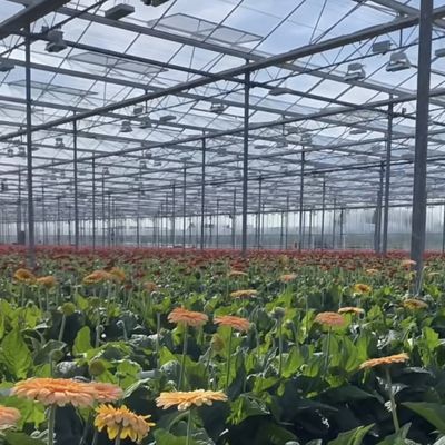 Système hydroponique de serre en verre Venlo pour les légumes fabriqués aux Pays-Bas